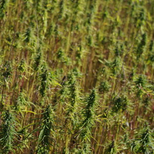 Hemp field