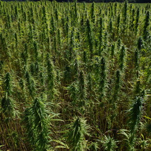 Hemp field